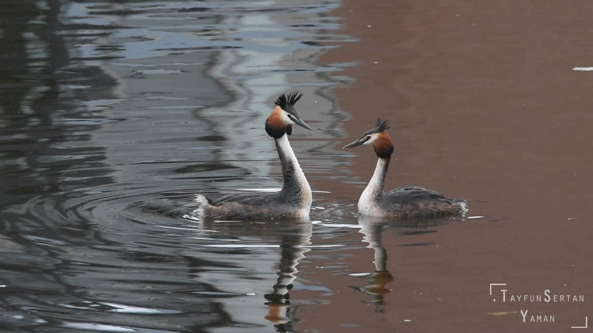 European crested grebes full courtship dance (HD) 